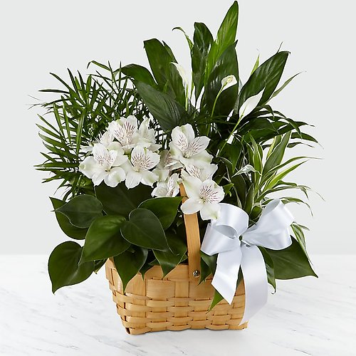 Peace &amp; Serenity Dishgarden