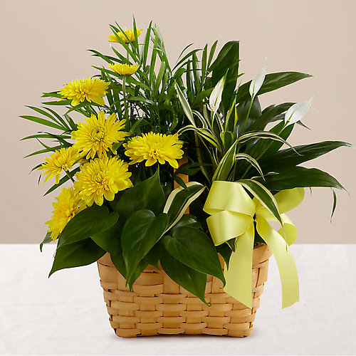 Loving Light Dishgarden