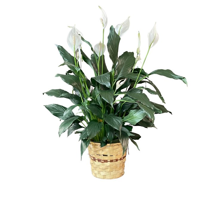 Tranquil Peace Lily Plant