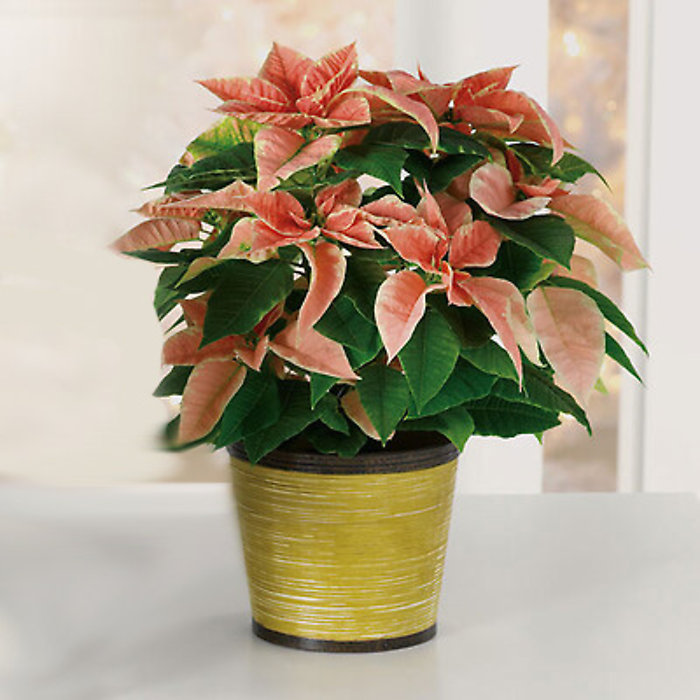 Poinsettia - Pink