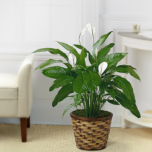 Tranquil Peace Lily Plant (Spathiphyllum)